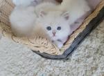 Alexa - Scottish Straight Kitten For Sale - Chattanooga, TN, US