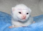 Russian White Kittens - Russian Blue Kitten For Sale - Springfield, OH, US