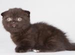Dgudekk - Munchkin Kitten For Sale - Norwalk, CT, US