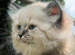 Leo - Siberian Kitten For Sale - Norwalk, CT, US