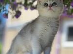 Zumba - British Shorthair Kitten For Sale - 