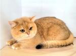 Yamaneko - British Shorthair Cat For Sale/Service - Chattanooga, TN, US