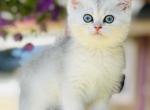 Mika - British Shorthair Kitten For Sale - 