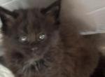 ZEUS - Maine Coon Kitten For Sale - Port Clinton, OH, US