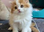 FluffyFurry Orange - Scottish Straight Kitten For Sale - Boston, MA, US