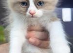 RESERVED Ragdoll - Ragdoll Kitten For Sale - Westborough, MA, US