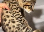 F2 Savannahs - Savannah Kitten For Sale - Roseville, CA, US