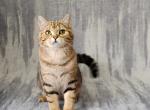 Kaster - British Shorthair Kitten For Sale - Chicago, IL, US