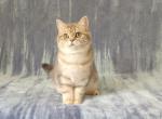 Boris - British Shorthair Cat For Sale - Chicago, IL, US