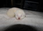 kittens deposit - Ragdoll Kitten For Sale - Beckley, WV, US