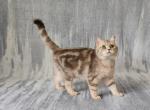 Bella - British Shorthair Kitten For Sale - Denver, CO, US