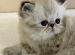 Diana - Persian Kitten For Sale - Houston, TX, US