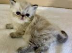 Diana - Persian Kitten For Sale - Houston, TX, US