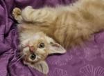 Finn - Maine Coon Kitten For Sale - Madisonville, KY, US