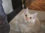 Alfie - Maine Coon Kitten For Sale - Rockford, IL, US