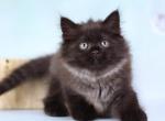 Naomi - Siberian Kitten For Sale - Miami, FL, US