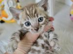 Lira - Bengal Kitten For Sale - Norwalk, CT, US