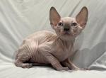 Normandy Lilac Point - Sphynx Kitten For Sale - Scottsdale, AZ, US
