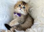 Latte - Scottish Fold Kitten For Sale - Kent, WA, US