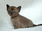 Derby - Burmese Kitten For Sale - ID, US