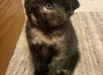 Snickers - Scottish Fold Kitten For Sale - Hoffman Estates, IL, US