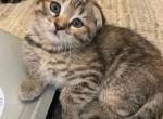 Tiger - Scottish Fold Kitten For Sale - Hoffman Estates, IL, US