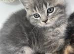 Cosmo - Scottish Straight Kitten For Sale - Hoffman Estates, IL, US