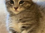 Silver - Scottish Fold Kitten For Sale - Hoffman Estates, IL, US