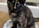Caramel - Scottish Straight Kitten For Sale - Hoffman Estates, IL, US