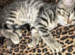 Dumplin - Domestic Kitten For Adoption - Copperas Cove, TX, US