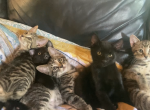 Tsunamis kitties - Domestic Kitten For Sale - 