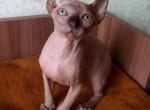 Paris Chocolate Point - Sphynx Cat For Sale - Scottsdale, AZ, US