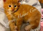Pierce - Maine Coon Kitten For Sale - Greensburg, IN, US