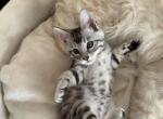 Mr Beast Maine Coon Bengal - Bengal Kitten For Sale - Helena, MT, US