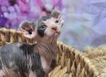 Whitney Houston - Sphynx Kitten For Sale - 