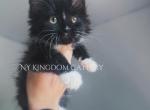 Black and white girl - Maine Coon Kitten For Sale - Guilderland, NY, US