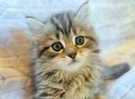 PRECIOUS GOLDEN BABY GIRL 6 - Ragdoll Kitten For Sale - VA, US
