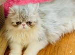 Denver - Persian Kitten For Sale - West Palm Beach, FL, US