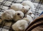 Purebred Ragdolls - Ragdoll Kitten For Adoption - Everett, WA, US