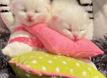 Romeo - Persian Kitten For Sale - 