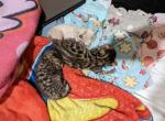 Summer glow - Bengal Kitten For Sale - Charleston, WV, US