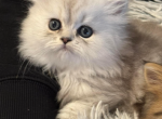 Persian purebred kittens - Persian Kitten For Sale - Staten Island, NY, US