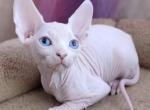 Chance and rose - Sphynx Kitten For Sale - Homestead, FL, US