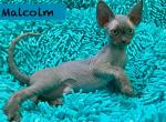Malcolm - Devon Rex Kitten For Sale - Fleetwood, NC, US