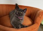 Anise - British Shorthair Kitten For Sale - 