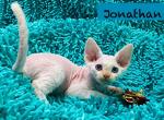 Jonathan - Devon Rex Kitten For Sale - Fleetwood, NC, US