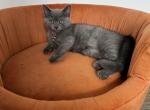 Brie - British Shorthair Kitten For Sale - 