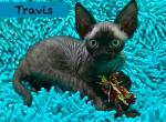 Travis - Devon Rex Kitten For Sale - Fleetwood, NC, US