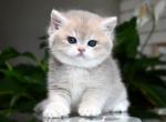 TICA Blue Golden Chinchilla Girl 1 ay12 - British Shorthair Kitten For Sale - San Diego, CA, US