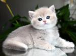 TICA Blue Golden Chinchilla Girl 2 ay12 - British Shorthair Kitten For Sale - San Diego, CA, US